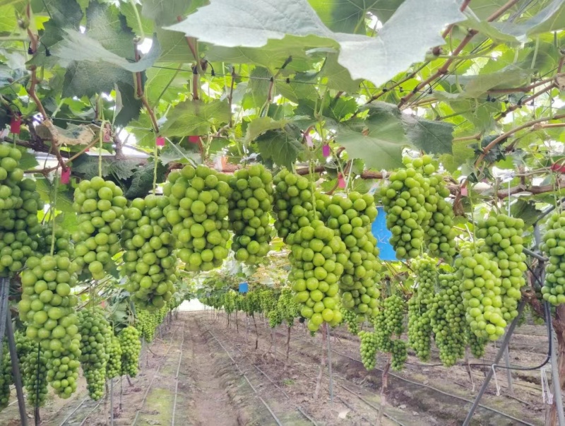 精品阳光玫瑰葡萄基地一手货源保质保量可视频看货
