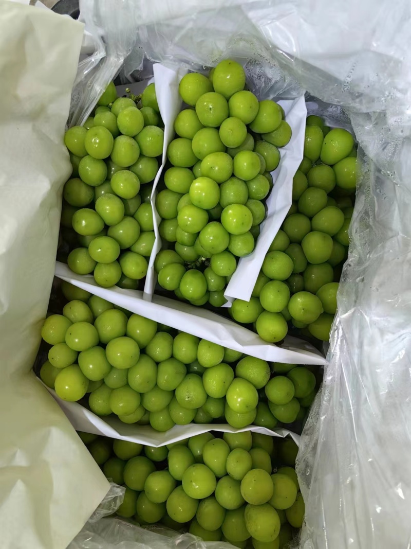 精品阳光玫瑰葡萄基地一手货源保质保量可视频看货