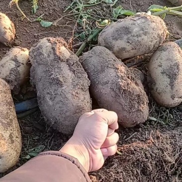 河北土豆精品大丰石货源充足量大从优代发全国