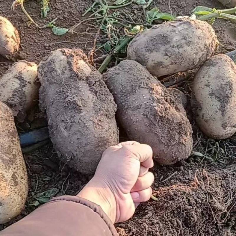 河北土豆精品大丰石货源充足量大从优代发全国