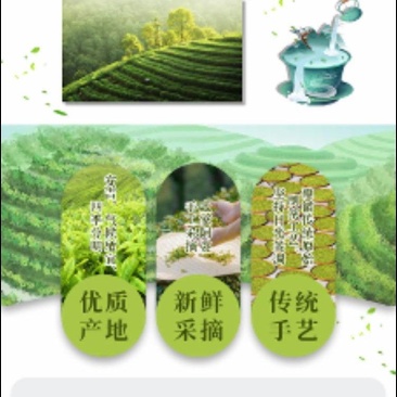 安吉白茶