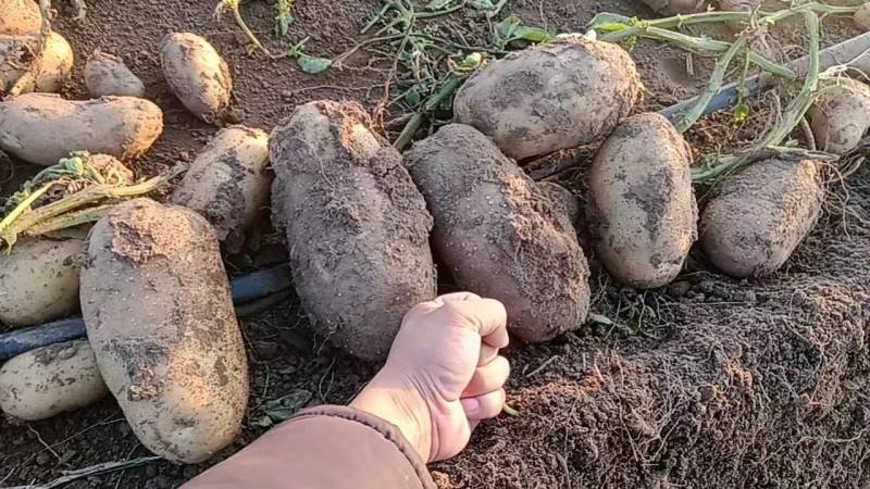 河北土豆精品大丰石货源充足量大从优代发全国
