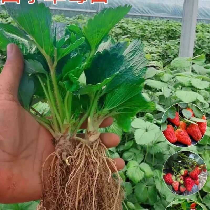 现挖现发奶油大草莓四季阳台盆栽食用草莓秧子纯甜当年结果