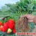 现挖现发奶油大草莓四季阳台盆栽食用草莓秧子纯甜当年结果