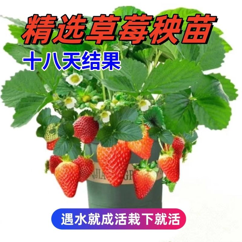 现挖现发奶油大草莓四季阳台盆栽食用草莓秧子纯甜当年结果