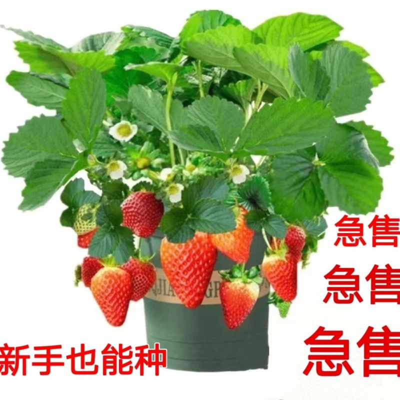 现挖现发奶油大草莓四季阳台盆栽食用草莓秧子纯甜当年结果