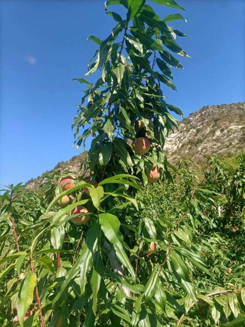 双节红桃，产地一手货源，量大优惠欢迎新老客户前来合作