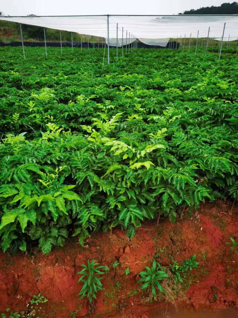 无核黄皮大果带叶大鸡心黄皮苗南方种植果树嫁接苗贵妃黄皮果