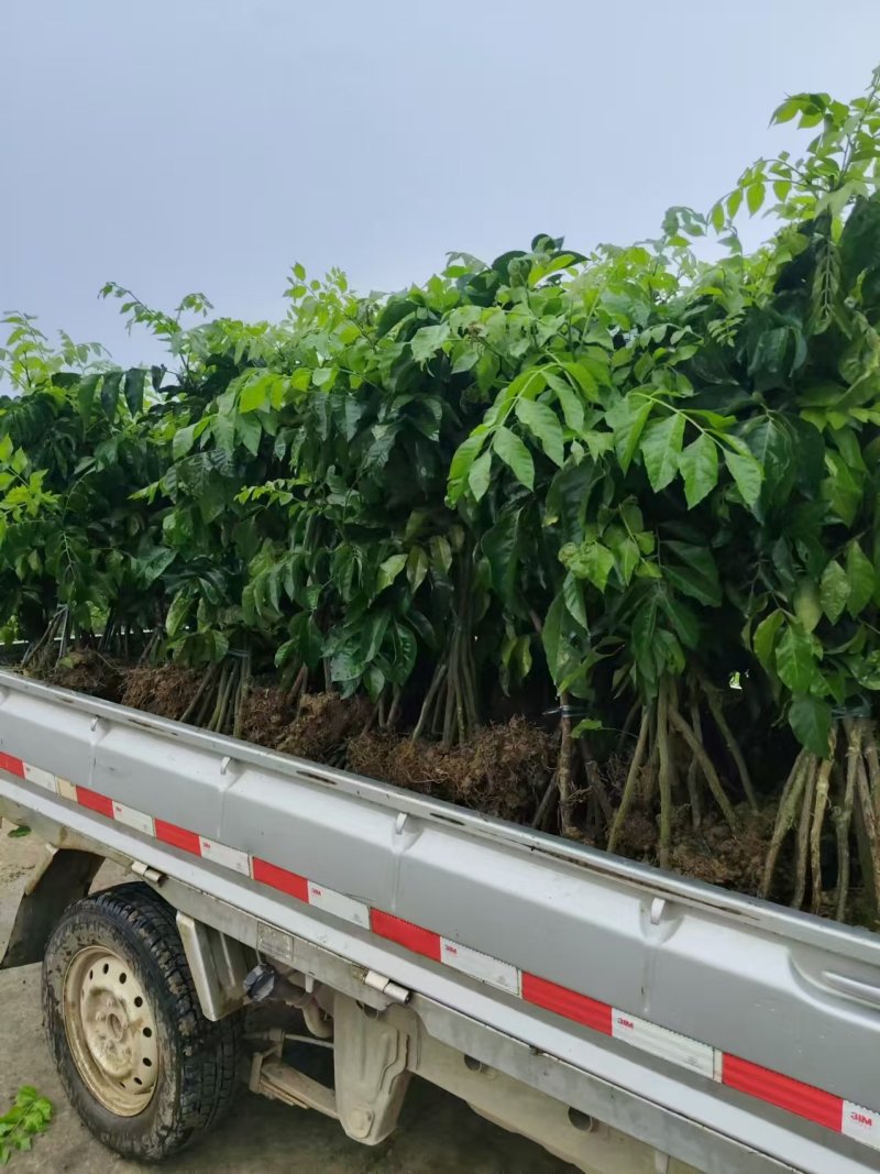无核黄皮大果带叶大鸡心黄皮苗南方种植果树嫁接苗贵妃黄皮果
