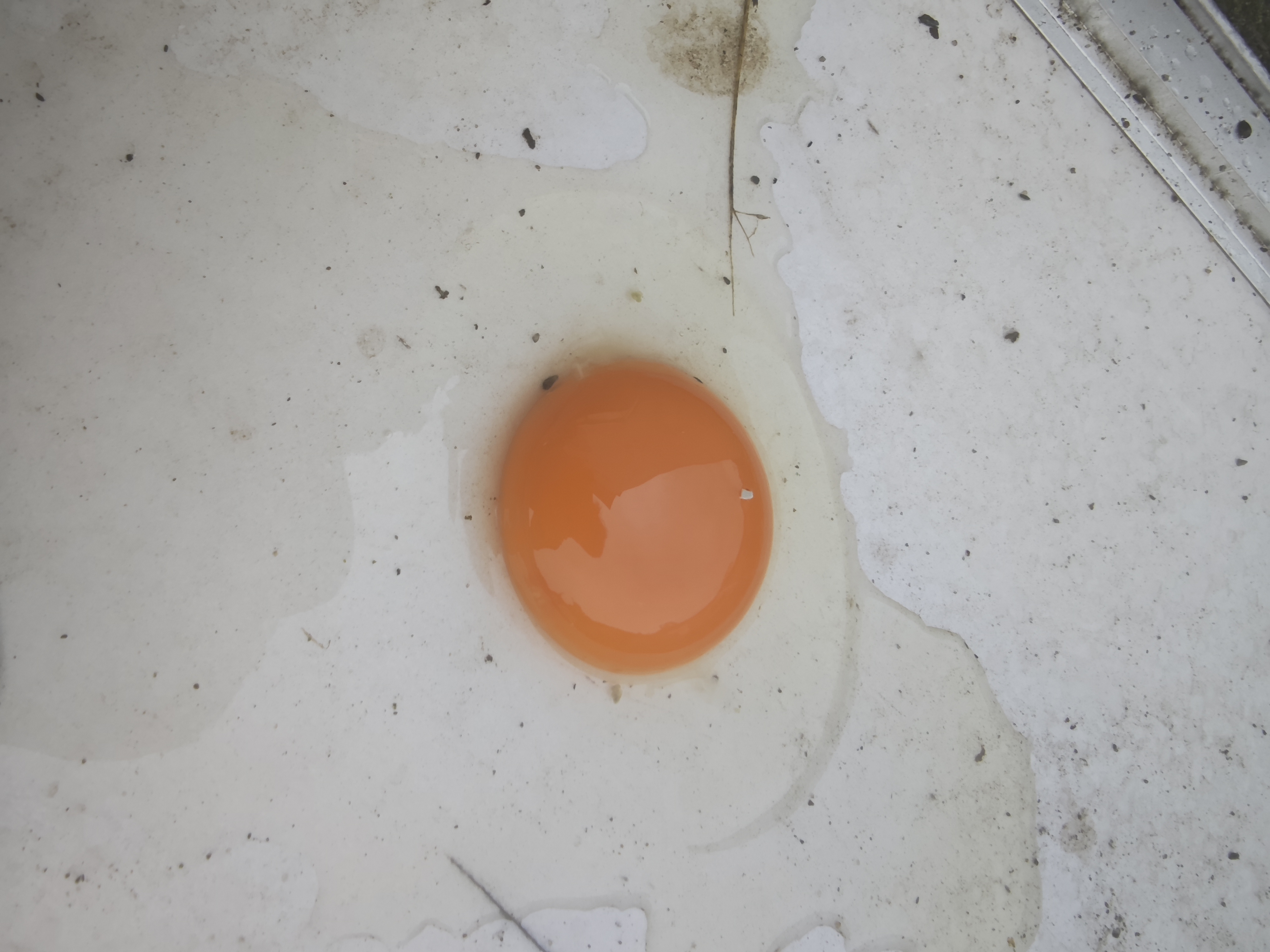 乌鸡蛋实物展示