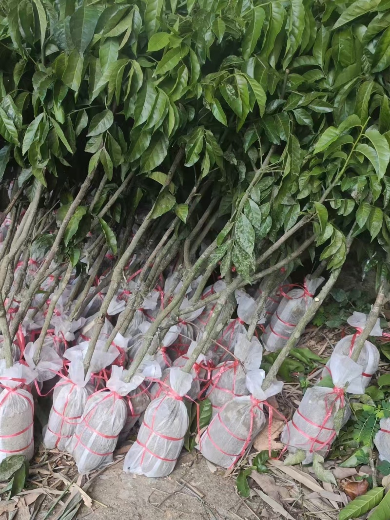 无核黄皮大果带叶大鸡心黄皮苗南方种植果树嫁接苗贵妃黄皮果