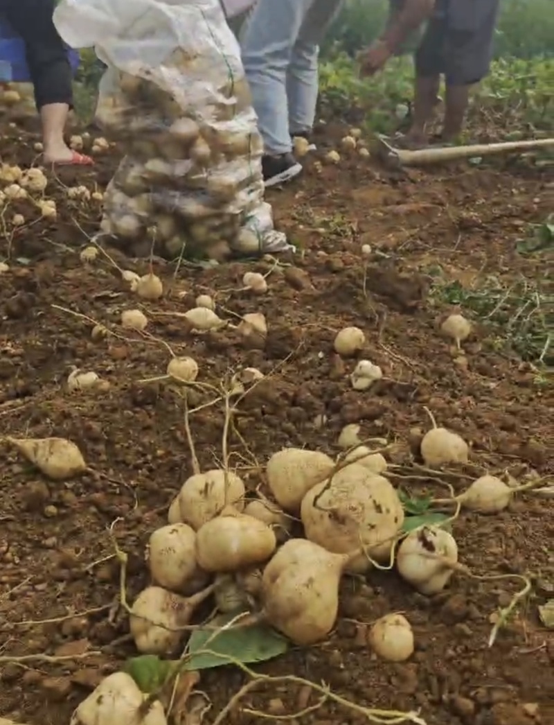 贵州地萝卜，量大，价高者优先一手货源保质保量
