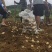 贵州地萝卜，量大，价高者优先一手货源保质保量