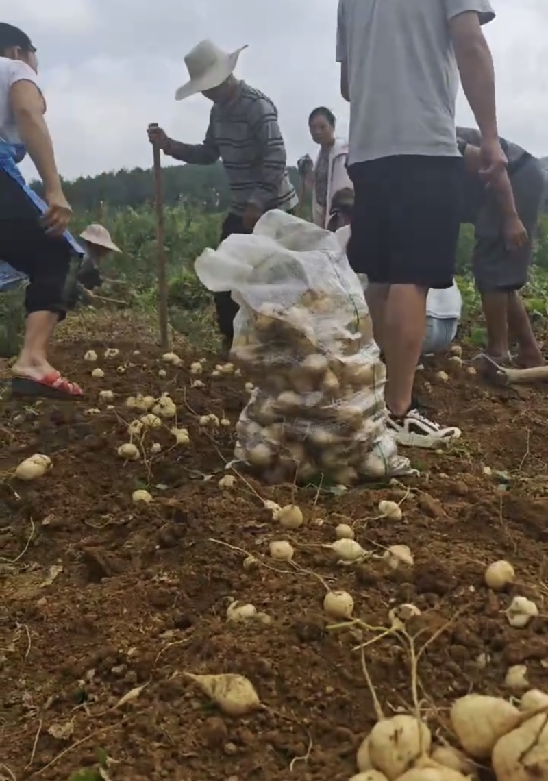 贵州地萝卜，量大，价高者优先一手货源保质保量