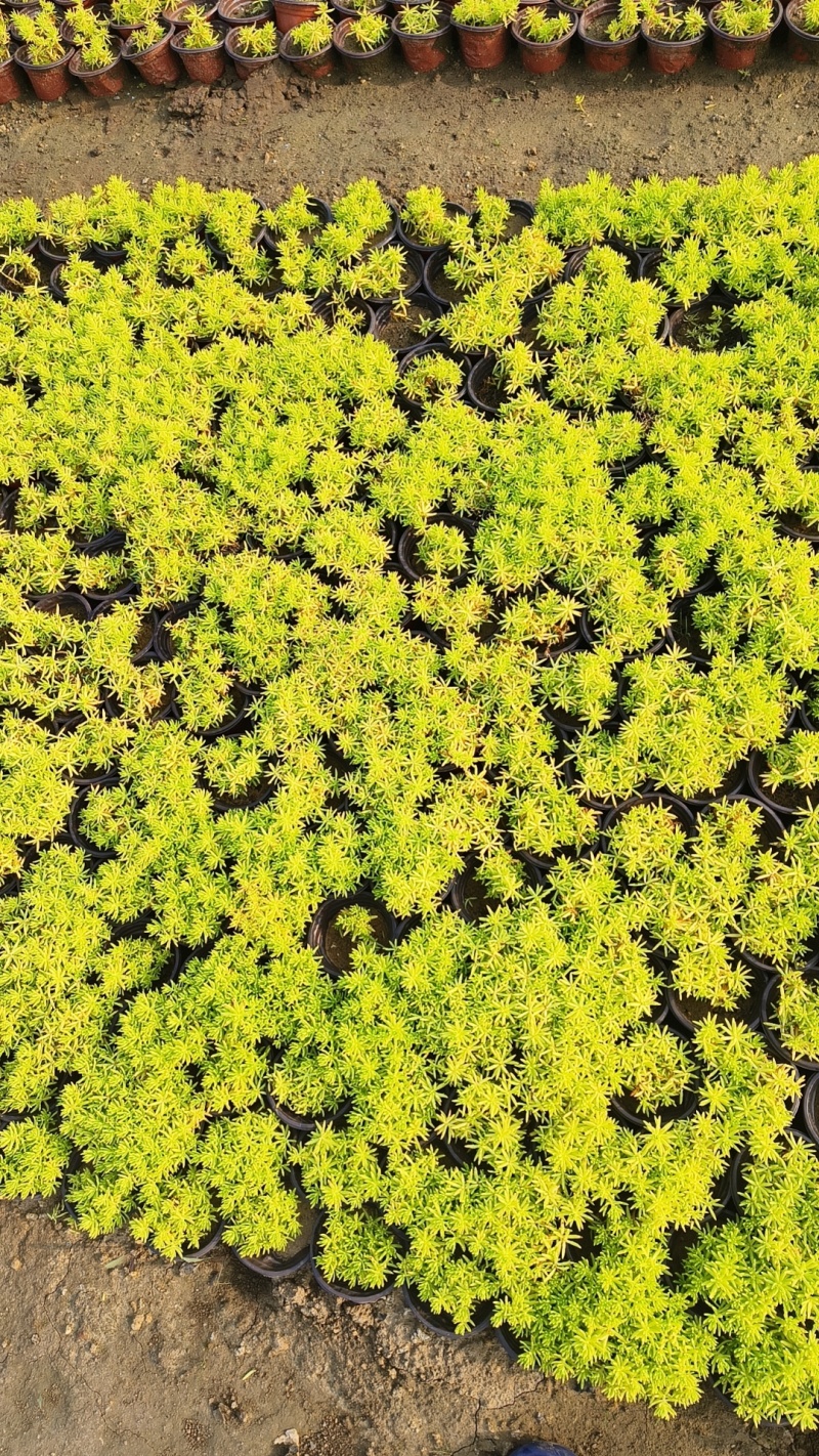 金叶佛甲草，绿化苗木，楼顶绿化，花镜用品。