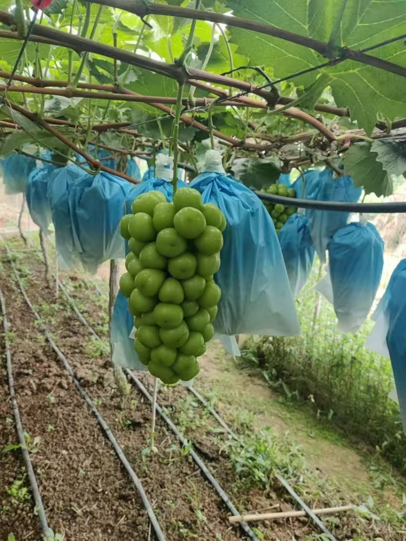 阳光玫瑰大量上市了糖分高口感好表光靓丽果粒大全国代发货