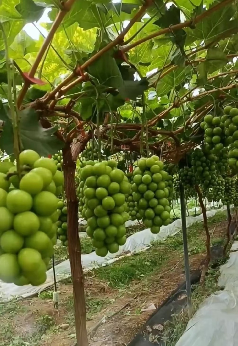 阳光玫瑰大量上市了糖分高口感好表光靓丽果粒大全国代发货
