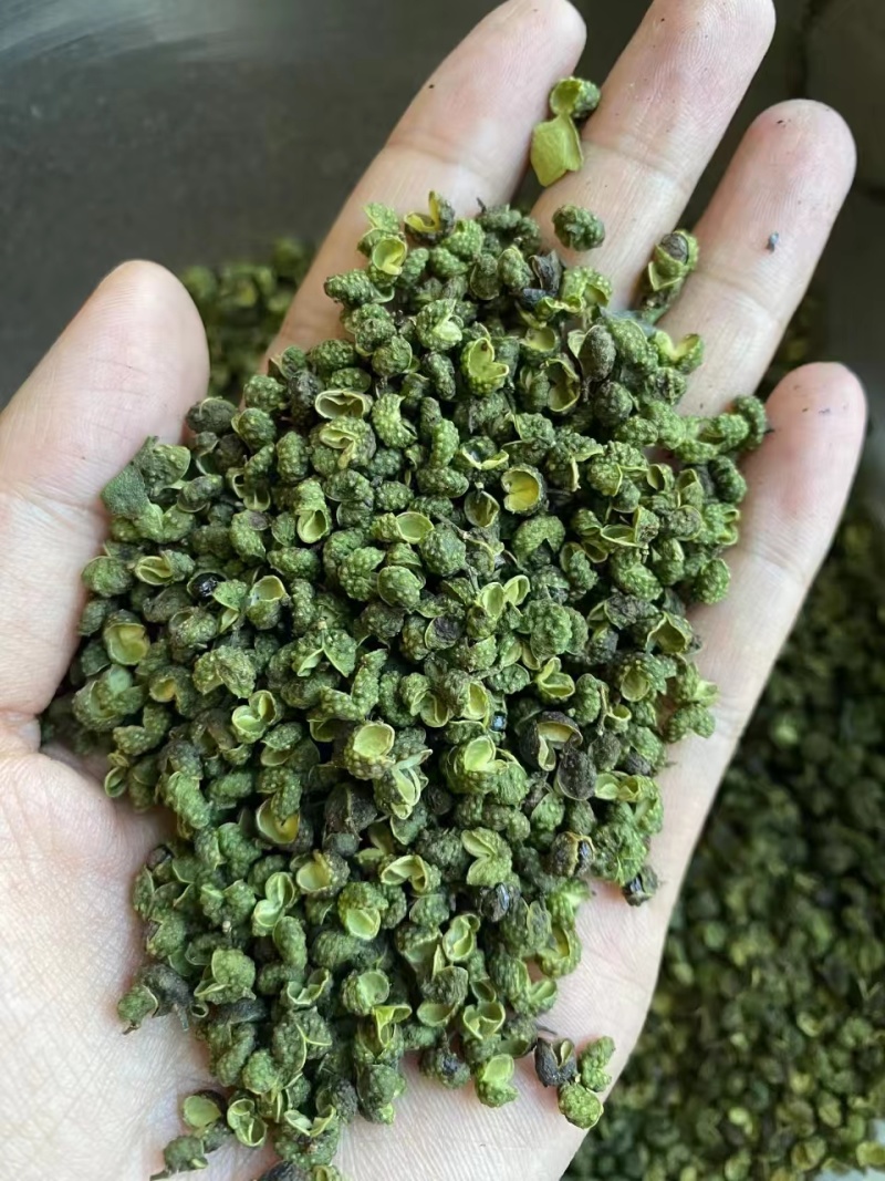 【精品青麻椒】大量现货供应，全年有货，对接商超电商批发商