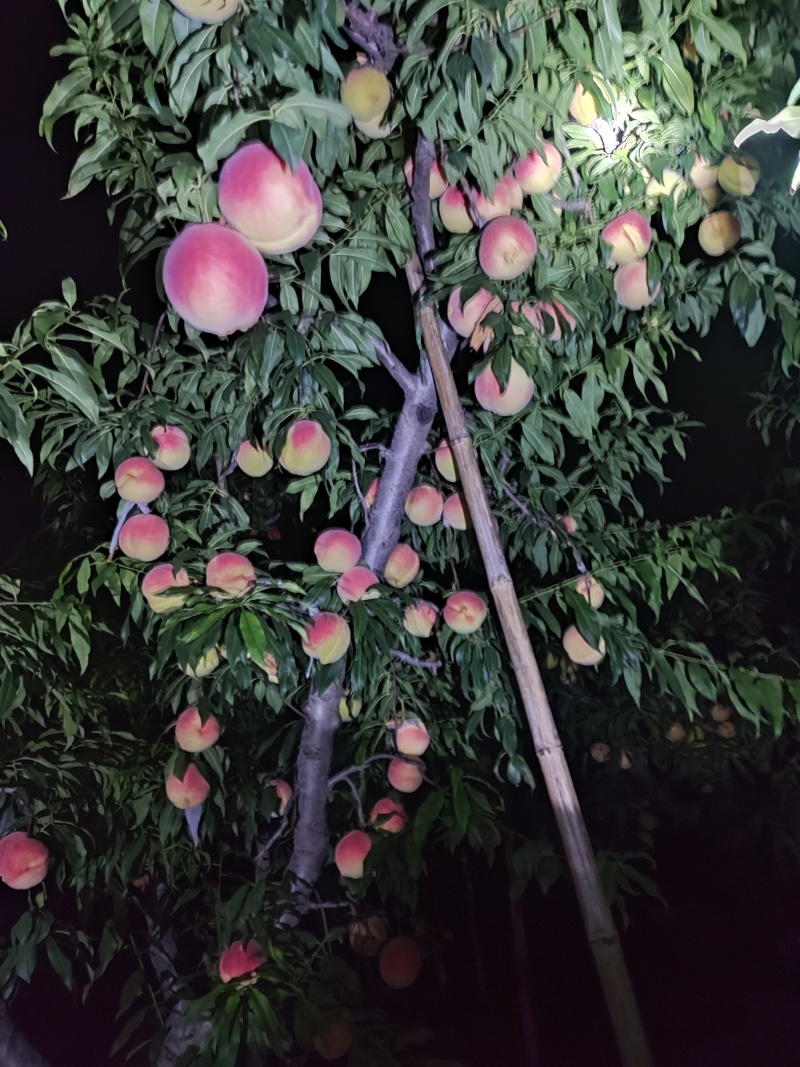 中华寿桃批发自家果园