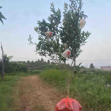 精品耙耙柑苗重庆潼南耙耙柑苗欢迎各位老板前来选购