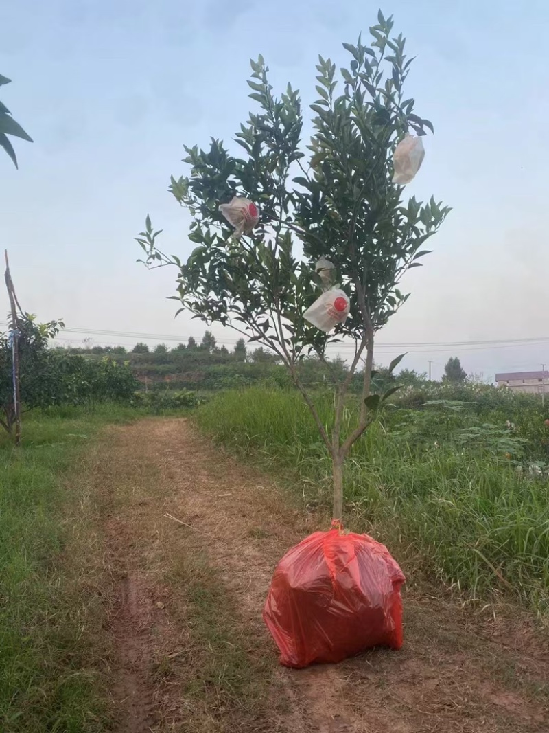 精品耙耙柑苗重庆潼南耙耙柑苗欢迎各位老板前来选购