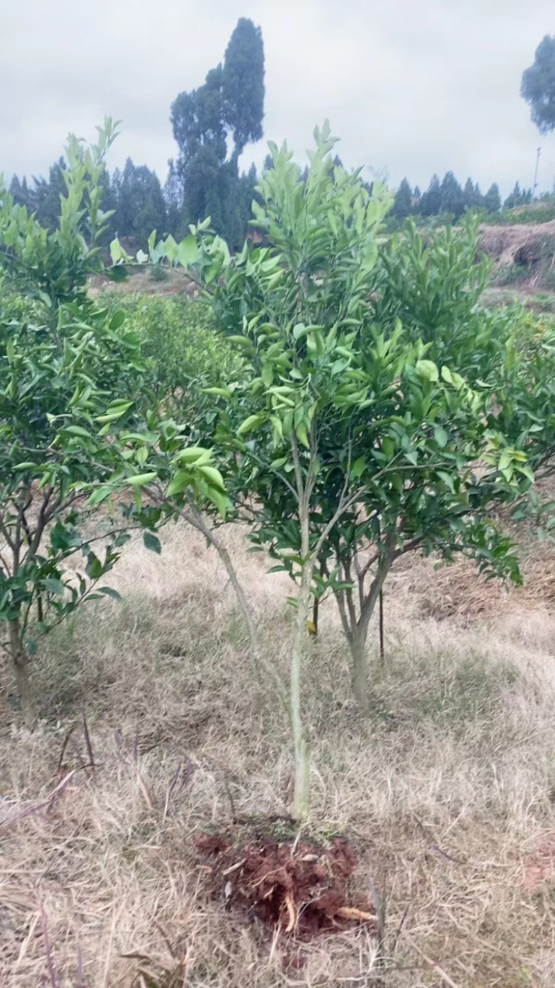 精品耙耙柑苗重庆潼南耙耙柑苗欢迎各位老板前来选购