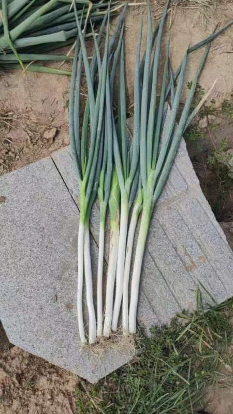 山西运城大葱量大从优产地直发一手货源欢迎各地客商