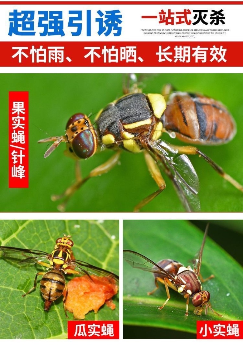 瓜果实蝇粘胶板针蜂诱粘剂防针蜂贴菜园果树粘虫板果蝇诱捕器