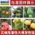 瓜果实蝇粘胶板针蜂诱粘剂防针蜂贴菜园果树粘虫板果蝇诱捕器