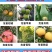 瓜果实蝇粘胶板针蜂诱粘剂防针蜂贴菜园果树粘虫板果蝇诱捕器