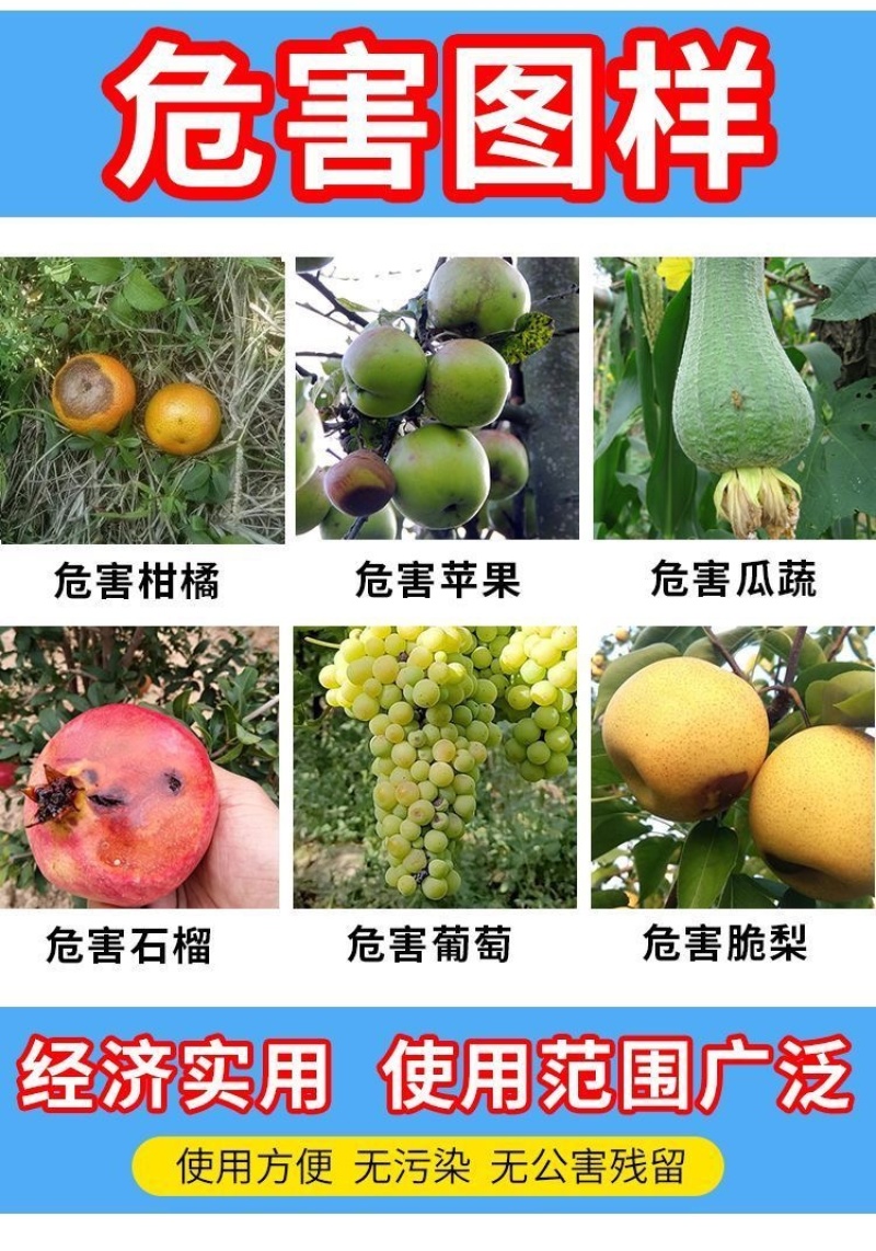 瓜果实蝇粘胶板针蜂诱粘剂防针蜂贴菜园果树粘虫板果蝇诱捕器