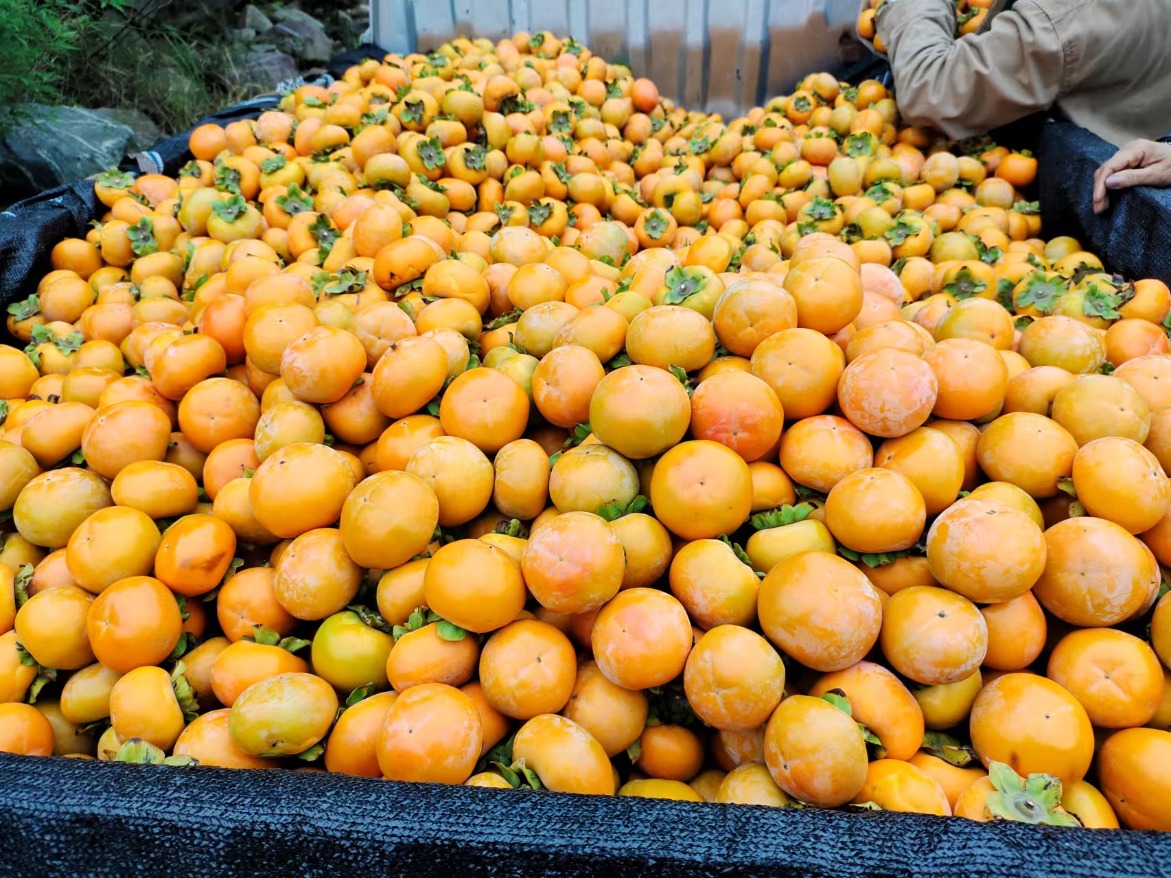 甜橙派成品特写,金黄酥皮上铺满晶莹剔透的甜橙果肉 甜橙派成品展示图