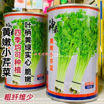 芹菜种籽四季黄嫩小芹菜种子速生香芹种子高产黄绿实心芹蔬菜