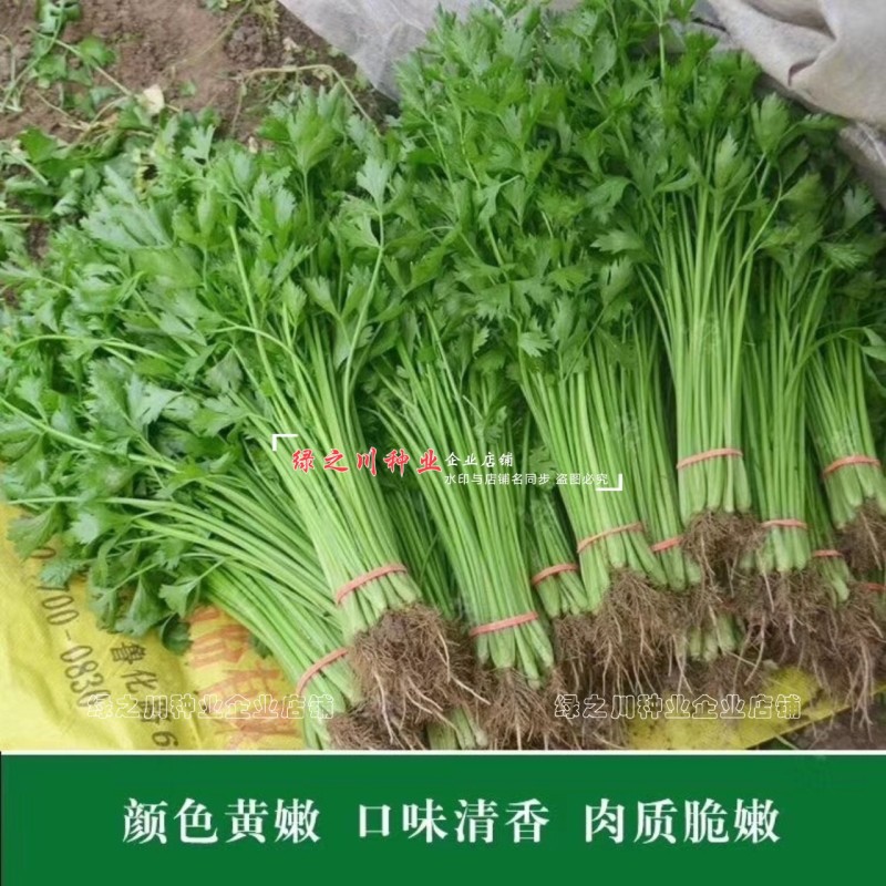 芹菜种籽四季黄嫩小芹菜种子速生香芹种子高产黄绿实心芹蔬菜