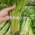 芹菜种籽四季黄嫩小芹菜种子速生香芹种子高产黄绿实心芹蔬菜