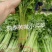 芹菜种籽四季黄嫩小芹菜种子速生香芹种子高产黄绿实心芹蔬菜