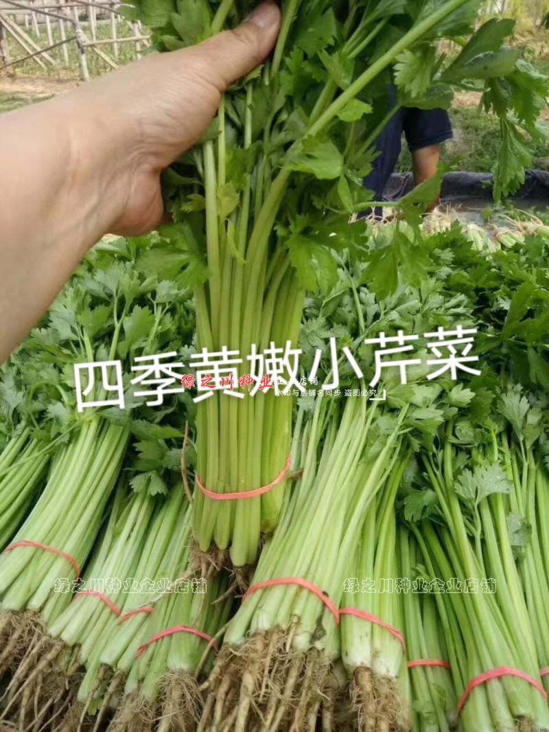 芹菜种籽四季黄嫩小芹菜种子速生香芹种子高产黄绿实心芹蔬菜