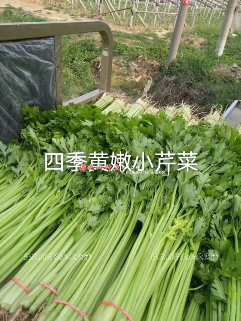 芹菜种籽四季黄嫩小芹菜种子速生香芹种子高产黄绿实心芹蔬菜