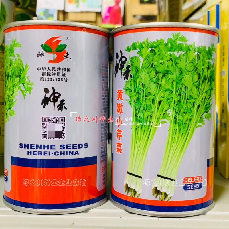 芹菜种籽四季黄嫩小芹菜种子速生香芹种子高产黄绿实心芹蔬菜
