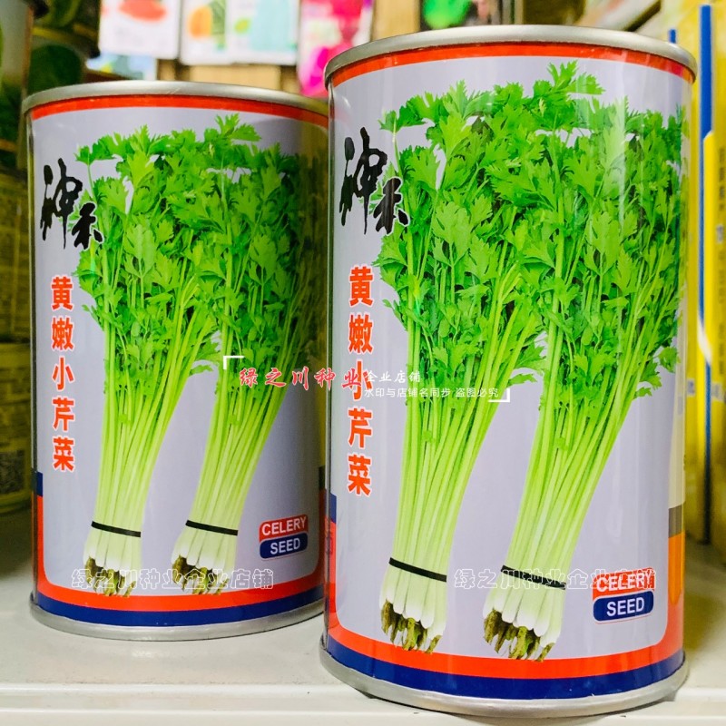芹菜种籽四季黄嫩小芹菜种子速生香芹种子高产黄绿实心芹蔬菜