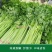 芹菜种籽四季黄嫩小芹菜种子速生香芹种子高产黄绿实心芹蔬菜