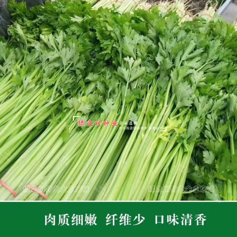芹菜种籽四季黄嫩小芹菜种子速生香芹种子高产黄绿实心芹蔬菜