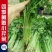 芹菜种籽四季黄嫩小芹菜种子速生香芹种子高产黄绿实心芹蔬菜