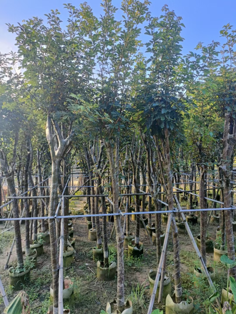 【牛】黄花风铃木以质量求生存、以信誉求发展
