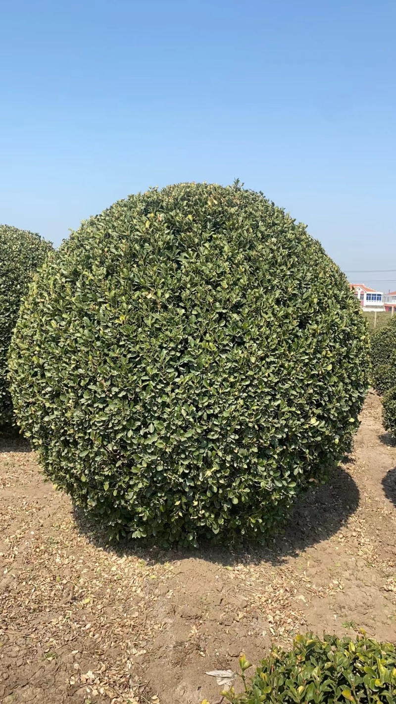 大叶黄杨球