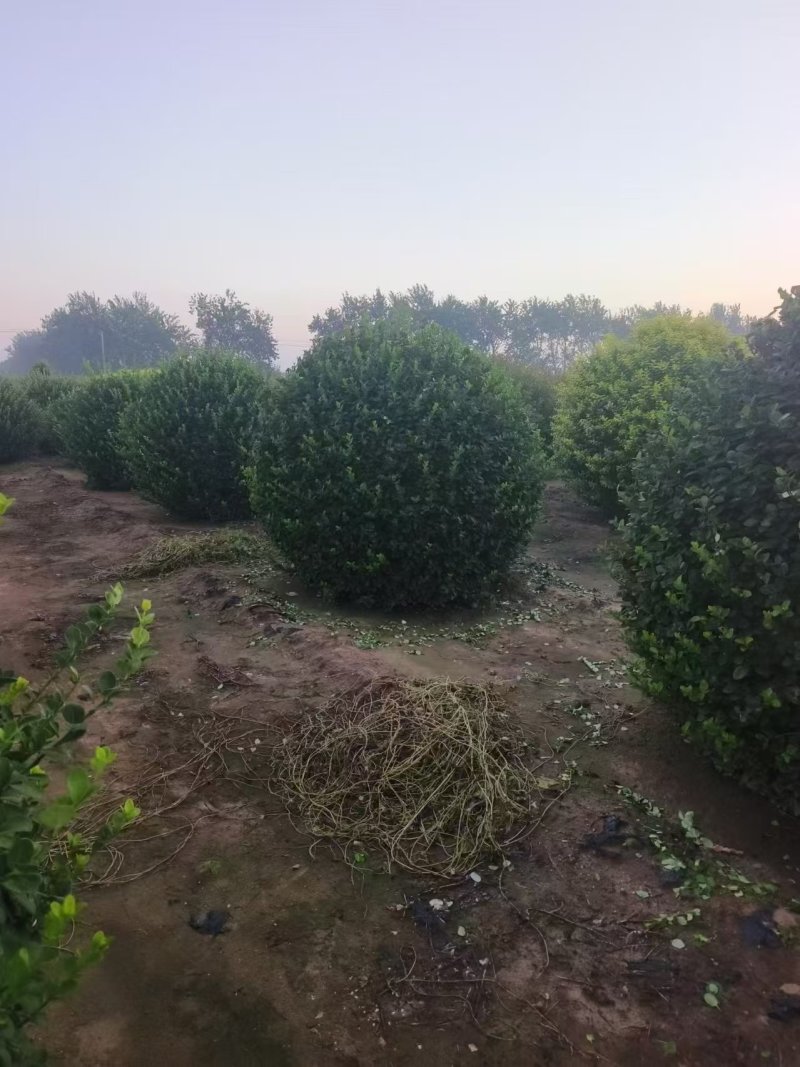 卫矛球
