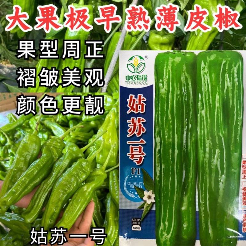 姑苏一号薄皮椒种子早熟大果褶皱苏椒泡椒黄皮耐热薄皮辣椒种