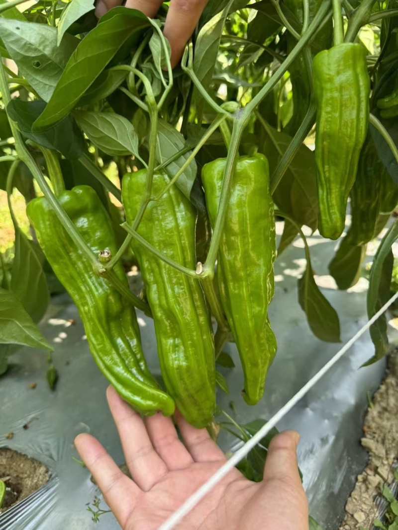 姑苏一号薄皮椒种子早熟大果褶皱苏椒泡椒黄皮耐热薄皮辣椒种