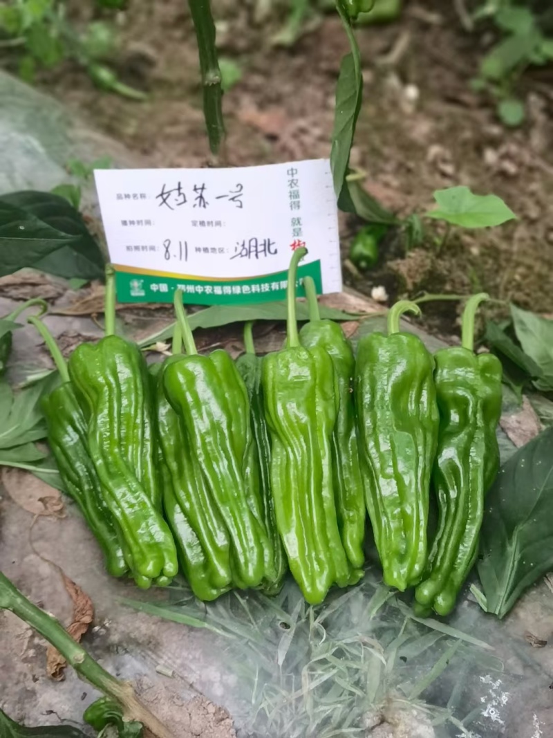 姑苏一号薄皮椒种子早熟大果褶皱苏椒泡椒黄皮耐热薄皮辣椒种