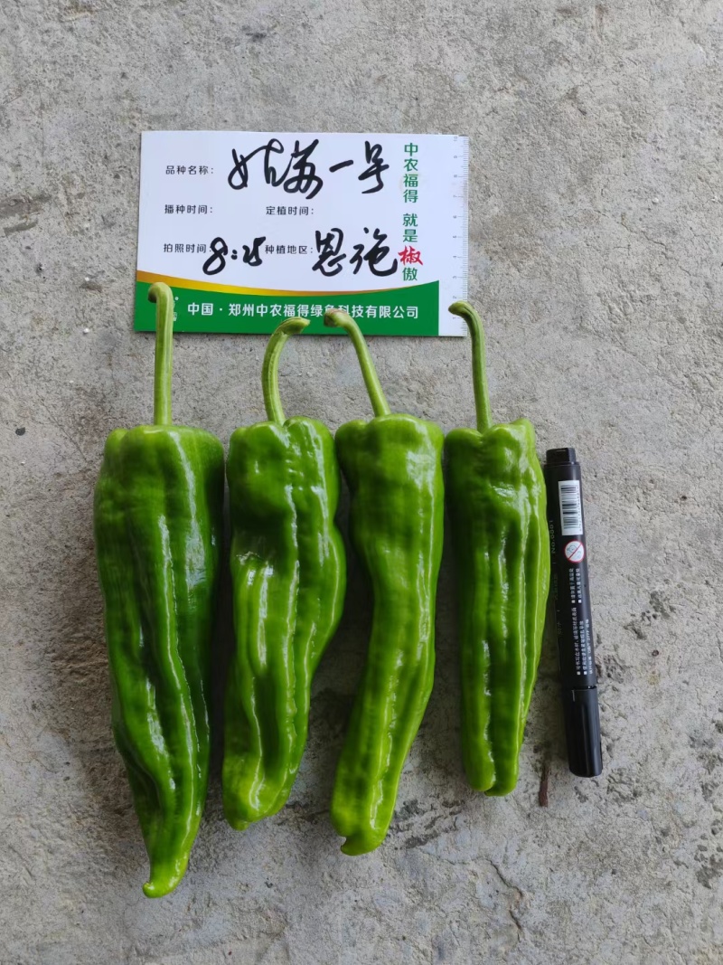姑苏一号薄皮椒种子早熟大果褶皱苏椒泡椒黄皮耐热薄皮辣椒种